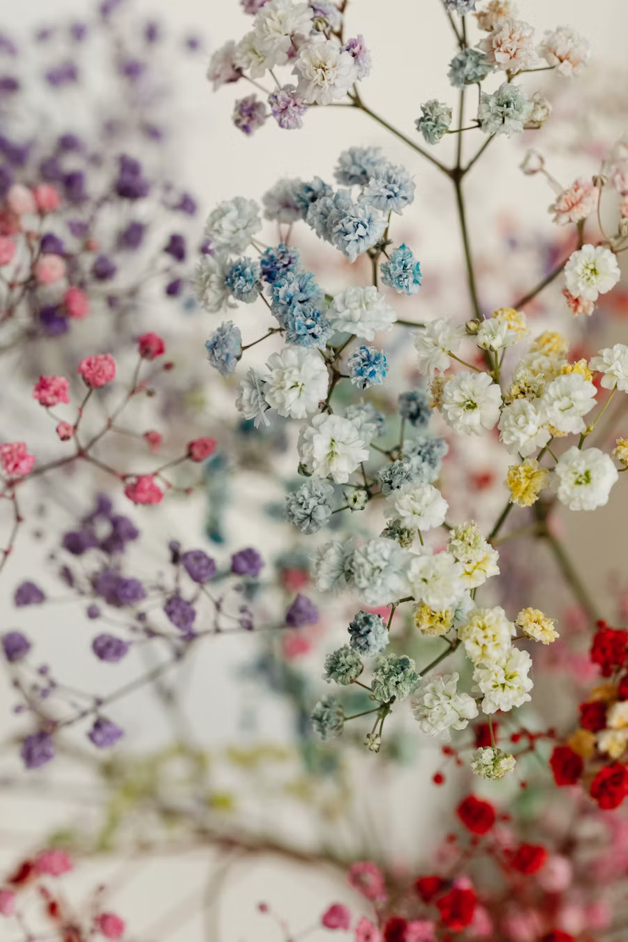 Gros plan poétique sur de la gypsophile multicolore